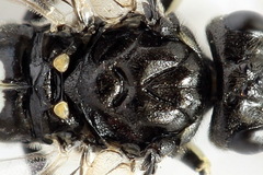 Macrophya albicincta