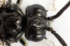 Macrophya albicincta