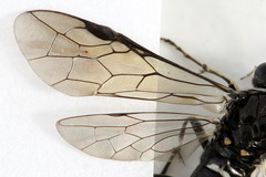 Macrophya albicincta