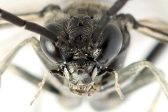 Macrophya albicincta