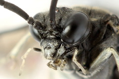 Macrophya albicincta