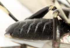 Macrophya albicincta
