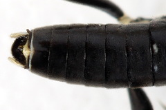 Macrophya albicincta