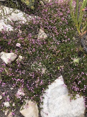 Indigofera mundiana