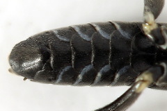 Macrophya albicincta