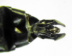 Macrophya albicincta