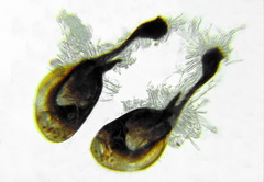 Macrophya albicincta