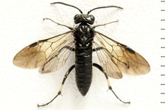 Macrophya albicincta