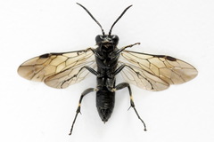 Macrophya albicincta