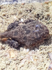 Bufotes viridis viridis