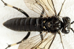 Macrophya albicincta