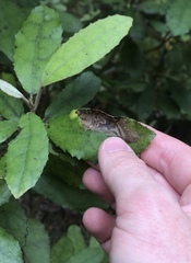 Epiphthora melanombra