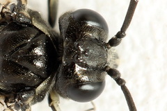 Macrophya albicincta