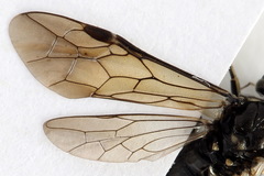 Macrophya albicincta