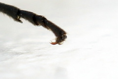 Macrophya albicincta