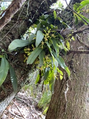 Sarcochilus parviflorus