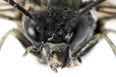 Macrophya albicincta