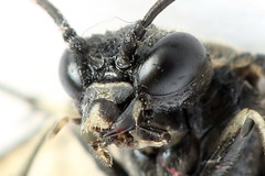 Macrophya albicincta