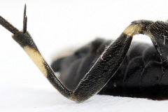 Macrophya albicincta