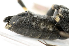 Macrophya albicincta