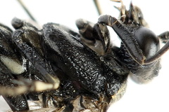 Macrophya albicincta