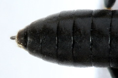 Macrophya albicincta