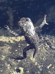 Bufotes viridis viridis