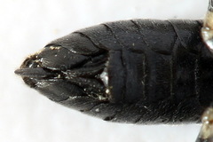 Macrophya albicincta