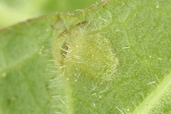 Macrophya albicincta