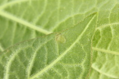 Macrophya albicincta