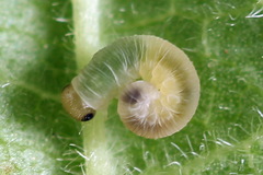 Macrophya albicincta