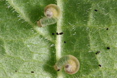 Macrophya albicincta