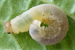 Macrophya albicincta