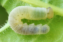 Macrophya albicincta