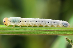 Macrophya albicincta