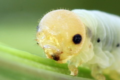 Macrophya albicincta