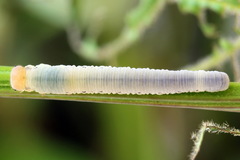 Macrophya albicincta