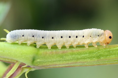 Macrophya albicincta