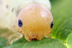 Macrophya albicincta