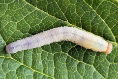 Macrophya albicincta