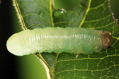 Macrophya albicincta