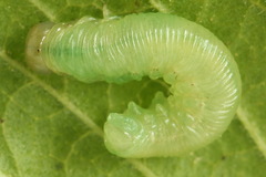 Macrophya albicincta