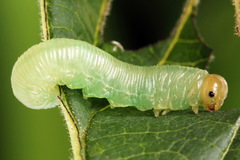 Macrophya albicincta