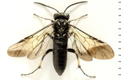 Macrophya albicincta
