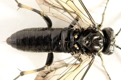 Macrophya albicincta