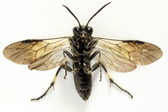 Macrophya albicincta