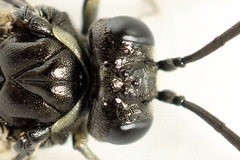 Macrophya albicincta