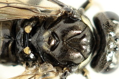 Macrophya albicincta