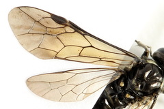 Macrophya albicincta