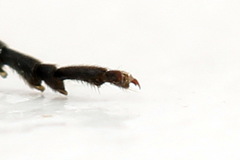 Macrophya albicincta